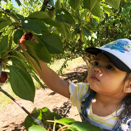 child doing cherry picking